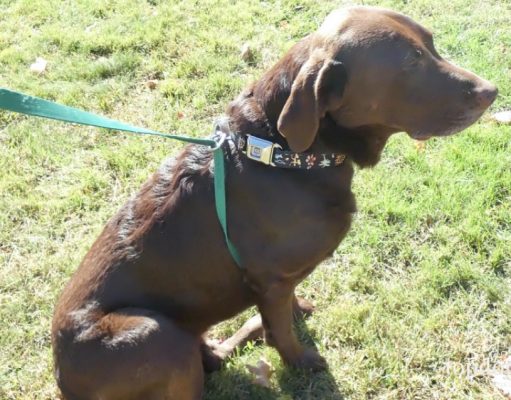 How To Make A Dog Harness how to make a dog harness