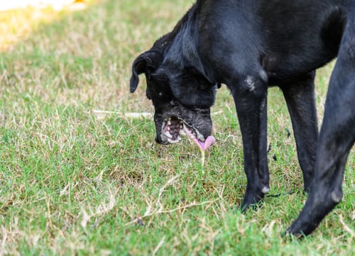 citronella and dogs