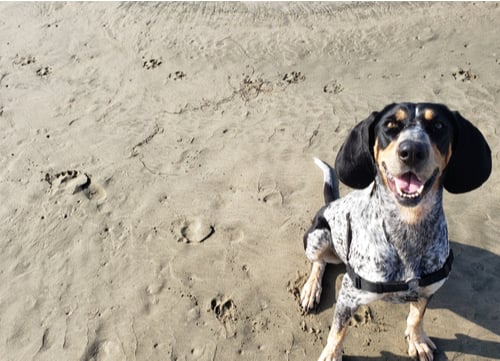 do bluetick coonhounds shed