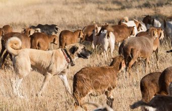 10 Popular Livestock Guardian Dog Breeds how to tell what breed a dog is