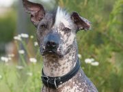 11 Most Popular Exotic Dog Breeds 11 Most Popular Exotic Dog Breeds