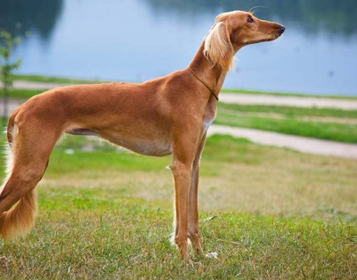 Saluki Dog Breed: Facts, Health Concerns, and More All About The Saluki Dog Breed