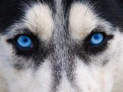 Blue-Eyed Beauties: 11 Blue-Eyed Dog Breeds dog starring