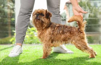 Brussels Griffon Dog Breed: Everything You Need To Know Brussels Griffon Dog Breed- Everything You Need To Know