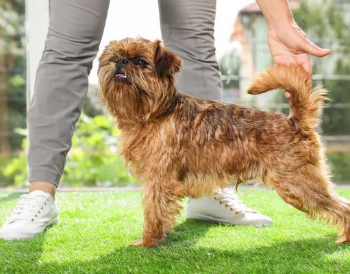 Brussels Griffon Dog Breed: Everything You Need To Know Brussels Griffon Dog Breed- Everything You Need To Know