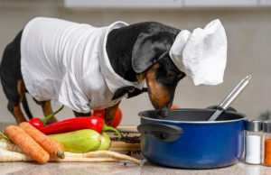 5 Reasons To Start Making Dog Food At Home Reasons to Start Making Dog Food at Home