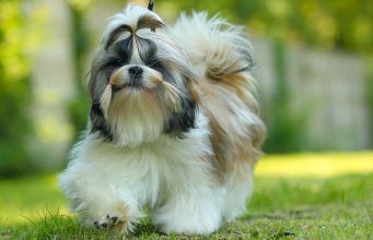 Shih Tzu Dog Breed: Everything You Need To Know Shih Tzu Dog Breed- Everything You Need To Know
