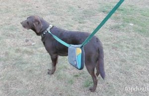 Giveaway: Spruce Grab & Go Leash Bag ($30+ Value) Spruce Grab & Go Leash Bag