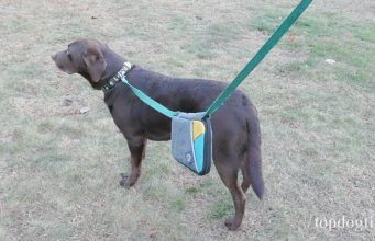 Giveaway: Spruce Grab & Go Leash Bag ($30+ Value) Spruce Grab & Go Leash Bag