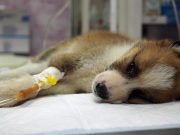 How Do Dogs Get Parvo and How to Prevent It How Do Dogs Get Parvo and How to Prevent It