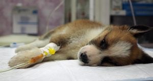 aloe vera gel for dog eye infection