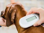 What Will It Cost to Microchip a Dog? What Will It Cost to Microchip a Dog?