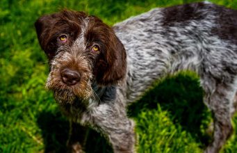 Wirehaired Pointing Griffon Dog Breed Profile Wirehaired Pointing Griffon Dog Breed- Everything You Need To Know featured image