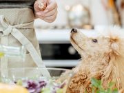 3 Tips On How To Make Dog Food Cheaply On A Budget how to make dog food cheaply