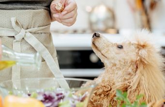 3 Tips On How To Make Dog Food Cheaply On A Budget how to make dog food cheaply