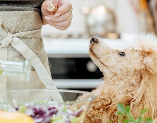 3 Tips On How To Make Dog Food Cheaply On A Budget how to make dog food cheaply