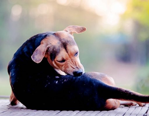 How To Stop A Dog From Scratching how to stop a dog from scratching