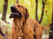 How To Treat Dog Allergies At Home how to treat dog allergies