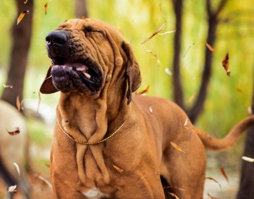 How To Treat Dog Allergies At Home how to treat dog allergies