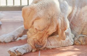 How To Treat Dry Skin On Dogs