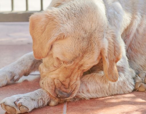 How To Treat Dry Skin On Dogs