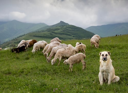 what breed of dog protects sheep