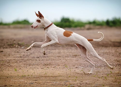 ibizan hound egyptian dog breed 