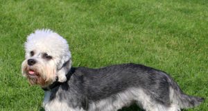 Dandie Dinmont Terrier Breed Profile Dandie Dinmont Terrier Breed profile