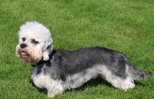 Dandie Dinmont Terrier Breed Profile Dandie Dinmont Terrier Breed profile