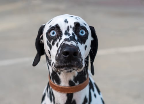 blue eyed dog dalmatian