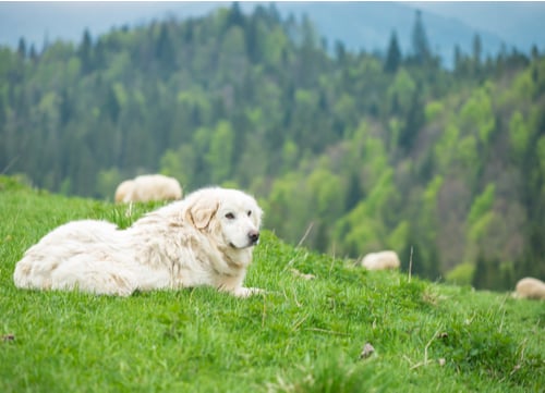 polish tatra sheepdog watching sheep