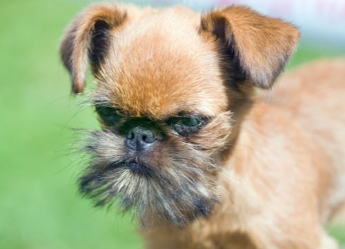 brussels griffon looks like old man