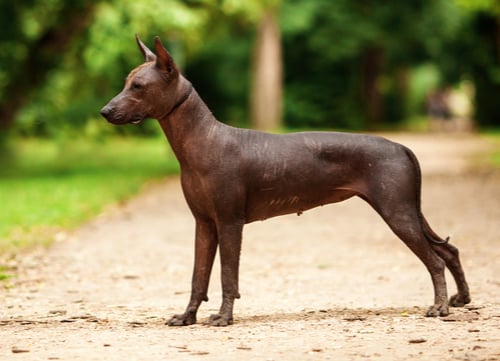 Xoloitzcuintli popular Mexican dog breeds