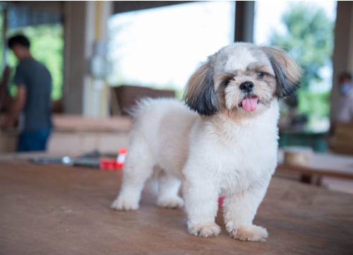 shih tzu with tongue out