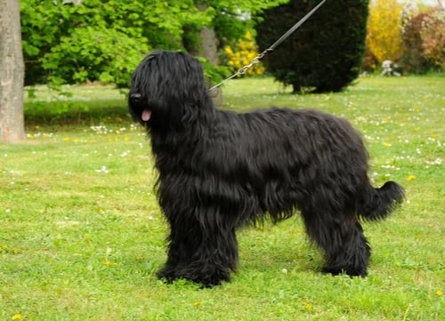 briard french dog breed