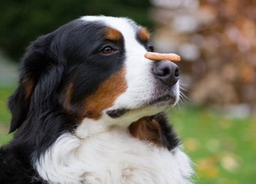 bernese mountain dog with treat on nose