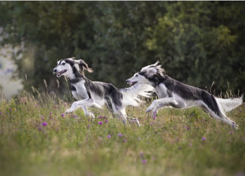 two salukis running in field