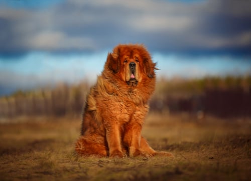 11 Most Popular Exotic Dog Breeds In The Us