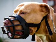 10 Surprisingly Dangerous Dog Breeds if Not Trained Properly 10 Surprisingly Dangerous Dog Breeds if Not Trained Properly featured image