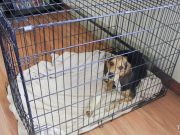 Dog Crying in Crate? Here’s What To Do Dog Crying in Crate