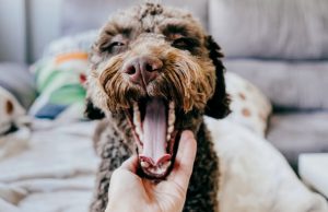 4 Home Remedies for Dog Cough To Help Your Pooch’s Throat Problem Home Remedies for Dog Cough