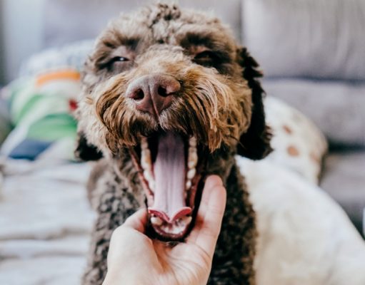 4 Home Remedies for Dog Cough To Help Your Pooch’s Throat Problem Home Remedies for Dog Cough