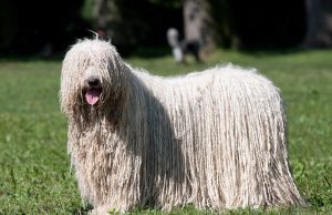 Most Popular Hungarian Dog Breeds Hungarian Dog Featured
