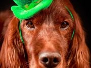 Meet the 4 Most Popular Irish Dog Breeds Irish Dog Breeds