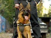 4 Top K9 Dog Breeds You Should Meet! K9 Dog Breeds