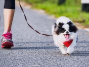 17 of the Healthiest Small and Medium Dog Breeds Seventeen of the Healthiest Medium and Small Dog Breeds