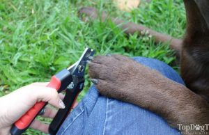 How To Use Dog Nail Clippers how to use dog nail clippers