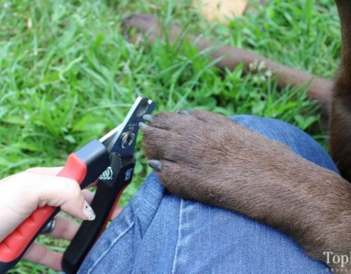 How To Use Dog Nail Clippers how to use dog nail clippers