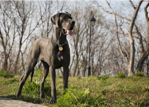 extra large dog breeds short hair