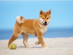 Shiba Inu Cost: How Much Does It Cost To Raise a Shiba Inu Puppy Shiba Inu Cost Featured Image